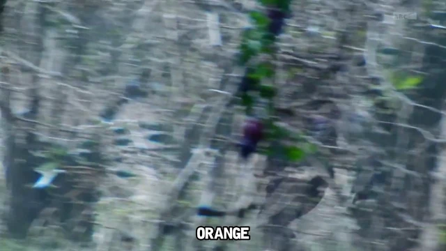Episódio 22