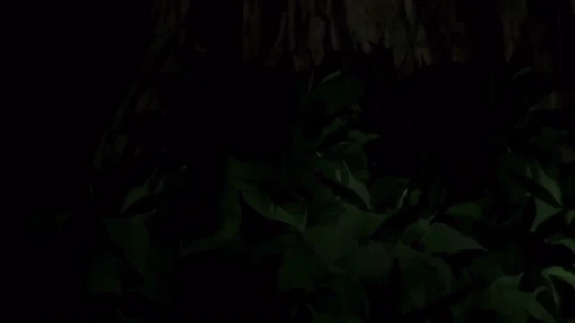 Episódio 11